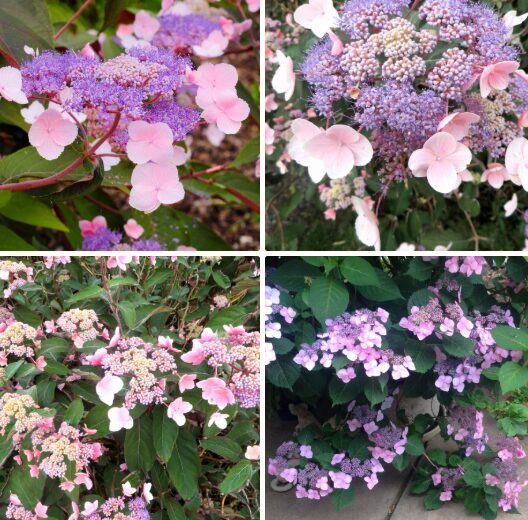 Aslapu hortenzija 'Hot Chocolate' (Piegāde no 20.-22. aprīlim)